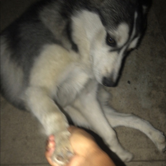 panchotaco123